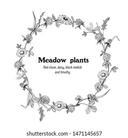 Vector black and white round frame illustration with meadow plants and flowers - red clover, timothy, daisy, black medick. Hand drawing vintage style.