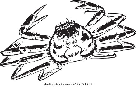 Vector black and white seafood picture, king snow crab picture silhouette