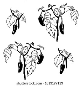 Vector black and white seamless pattern with hot chilli pepper plant. Hand drawn illustration.