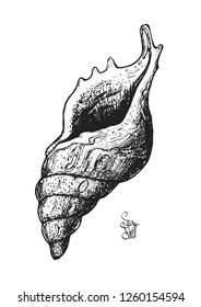 Vector black and white seashell isolated on white background.  Pen drawing. Graphic illustration. Marine theme.  