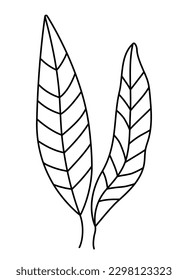 Icono vectorial de algas negras y blancas. Bajo la línea del mar, ilustración con kelp lindo. Clipart de la planta oceánica. Dibujos animados submarinos o submarinos o página de color para niños
