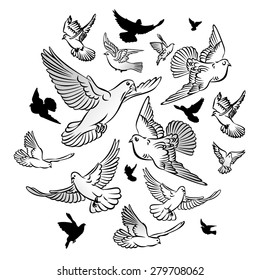 Vector  Black and White  Set of contour and silhouette  pigeons