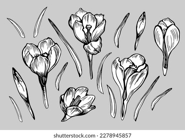 Vector black and white set of crocus spring flowers and leaves drawn by hand isolated on grey. Design elements in engraving style for create greeting card, wedding invitation, fliers, fabric, textile.