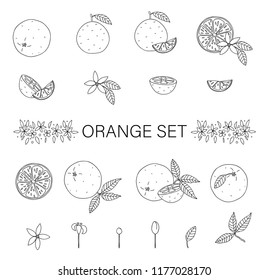 Vector black and white set of oranges isolated on white background. Monochrome collection of citrus fruit, leaves, flowers, twigs. Fresh food illustration