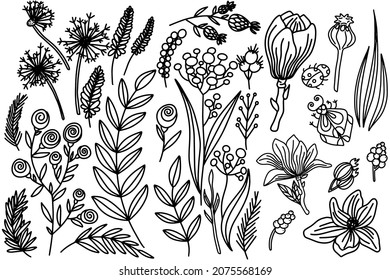 
Vector black and white set of plants, flowers, twigs and berries. Drawn by hands.