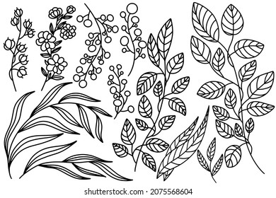 Vector black and white set of plants, flowers, twigs and berries. Drawn by hands.