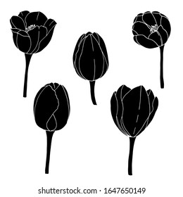 Vector black and white silhouettes of Tulip flowers.. Isolated objects on a white background. Set of flowers.