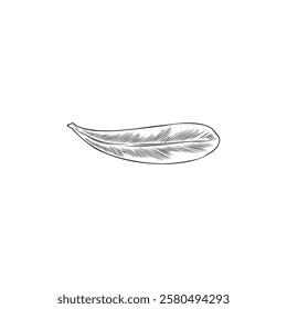 Vector black and white sketch of argan leaf in engraved style. Hand drawn. Organic plant. For botanical themes and decorations. Vintage style. Isolated background.