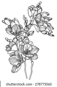 Vector Black and white sketch of Beautiful spring freesias