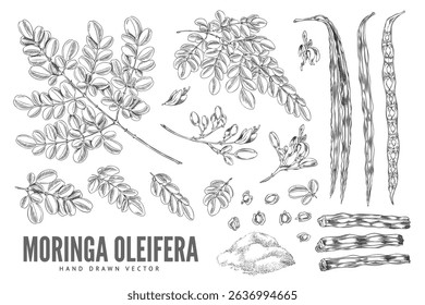 Vector black and white sketch of branches with leaves, flowers, fruits, seeds and powder, moringa oleifera tree. Botanical plant. Organic product. Educational poster. Isolated background.
