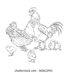 Vector Black and White Sketch Chicken Rooster Illustration