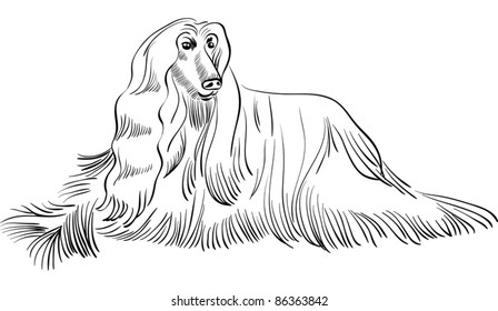 vector black and white sketch of the dog Afghan hound breed lying