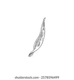 Vector black and white sketch of hand drawn argan leaf. Botanical illustration of plant. Organic natural product. Isolated white background. Element for decoration and design