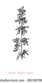 A vector black and white sketch of a herb (presumably Lamium purpureum), initially hand drawn in Chinese ink