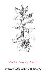 A vector black and white sketch of a herb (Amaranthus), initially hand drawn in Chinese ink