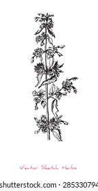 A vector black and white sketch of a herb (presumably Lamium purpureum), initially hand drawn in Chinese ink
