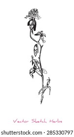 A vector black and white sketch of a herb (Clover), initially hand drawn in Chinese ink