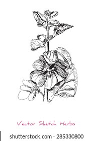 A vector black and white sketch of a herb (Malva), initially hand drawn in Chinese ink