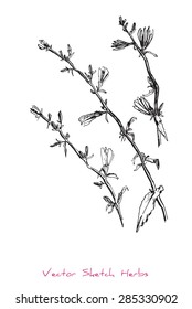 A vector black and white sketch of a herb (Cichorium Ã?Â­ntybus), initially hand drawn in Chinese ink