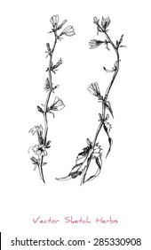 A vector black and white sketch of a herb (Cichorium Ã?Â­ntybus), initially hand drawn in Chinese ink