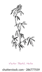 A vector black and white sketch of a herb (Clover), initially hand drawn in Chinese ink