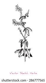 A vector black and white sketch of a herb (presumably Melilotus officinalis), initially hand drawn in Chinese ink