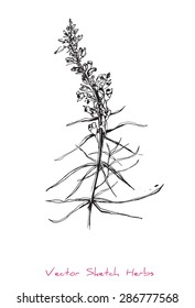 A vector black and white sketch of a herb (Linaria vulgaris), initially hand drawn in Chinese ink