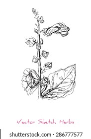 A vector black and white sketch of a herb (Malva), initially hand drawn in Chinese ink