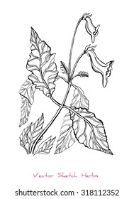 A vector black and white sketch of a herb (a flower, Sinningia), initially hand drawn in Chinese ink
