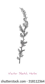 A vector black and white sketch of a herb (probably Wormwood), initially hand drawn in Chinese ink