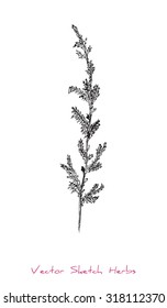 A vector black and white sketch of a herb (probably Wormwood), initially hand drawn in Chinese ink
