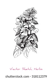 A vector black and white sketch of a herb, initially hand drawn in Chinese ink