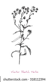 A vector black and white sketch of a herb, initially hand drawn in Chinese ink