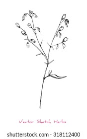 A vector black and white sketch of a herb, initially hand drawn in Chinese ink