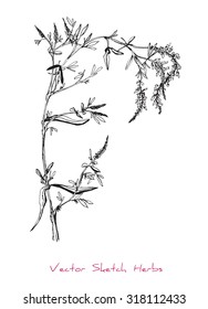 A vector black and white sketch of a herb, initially hand drawn in Chinese ink