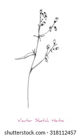 A vector black and white sketch of a herb, initially hand drawn in Chinese ink