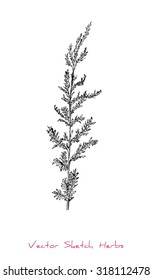 A vector black and white sketch of a herb (probably Wormwood), initially hand drawn in Chinese ink