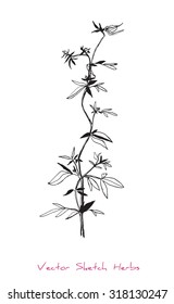 A vector black and white sketch of a herb, initially hand drawn in Chinese ink