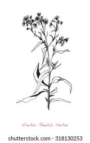 A vector black and white sketch of a herb, initially hand drawn in Chinese ink