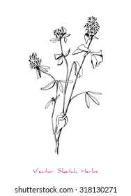 A vector black and white sketch of a herb (Clover), initially hand drawn in Chinese ink