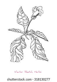 A vector black and white sketch of a herb (a flower, Sinningia), initially hand drawn in Chinese ink