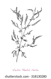 A vector black and white sketch of a herb, initially hand drawn in Chinese ink