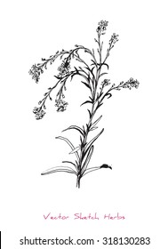 A vector black and white sketch of a herb, initially hand drawn in Chinese ink