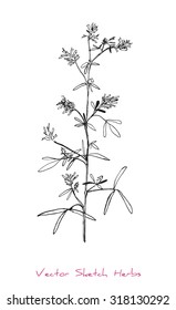 A vector black and white sketch of a herb, initially hand drawn in Chinese ink