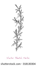 A vector black and white sketch of a herb (probably Wormwood), initially hand drawn in Chinese ink