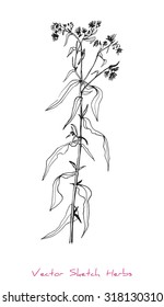 A vector black and white sketch of a herb, initially hand drawn in Chinese ink