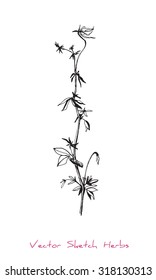A vector black and white sketch of a herb, initially hand drawn in Chinese ink