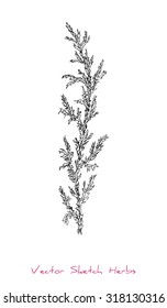 A vector black and white sketch of a herb (probably Wormwood), initially hand drawn in Chinese ink