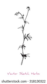 A vector black and white sketch of a herb, initially hand drawn in Chinese ink