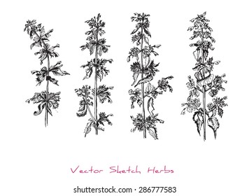 A vector black and white sketch of herbs (presumably Lamium purpureum), initially hand drawn in Chinese ink